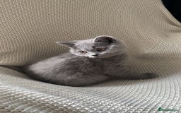 British Shorthair cats for sale: Male British Shorthair Cross Straight Hair Kitten - Image 1