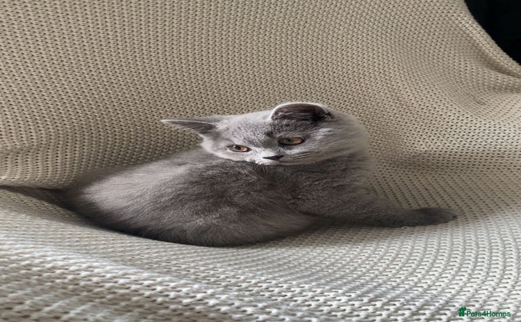 British Shorthair cats - Advert 2