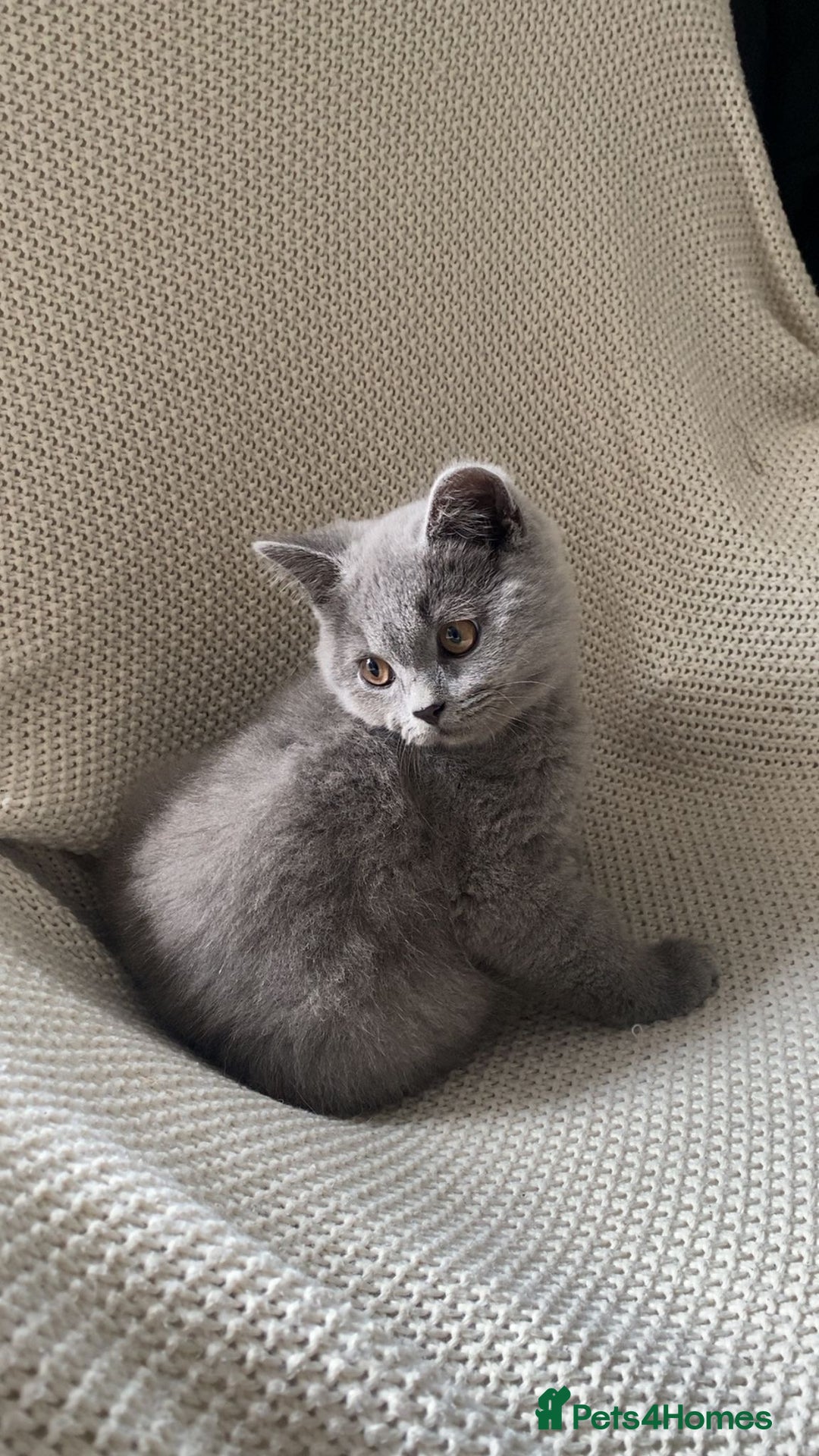British Shorthair cats for sale: Male British Shorthair Cross Straight Hair Kitten - Image 1