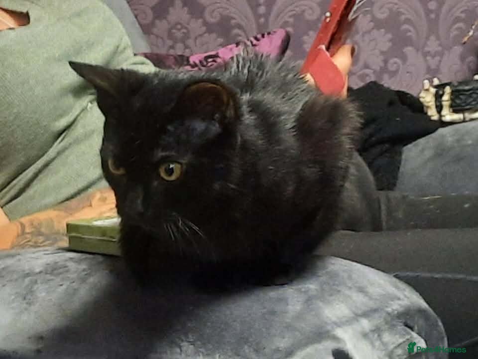 Mixed Breed cats Male kitten 7 months old - Advert 1