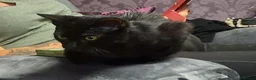 Mixed Breed cats for sale: Male kitten 7 months old - Advert 1