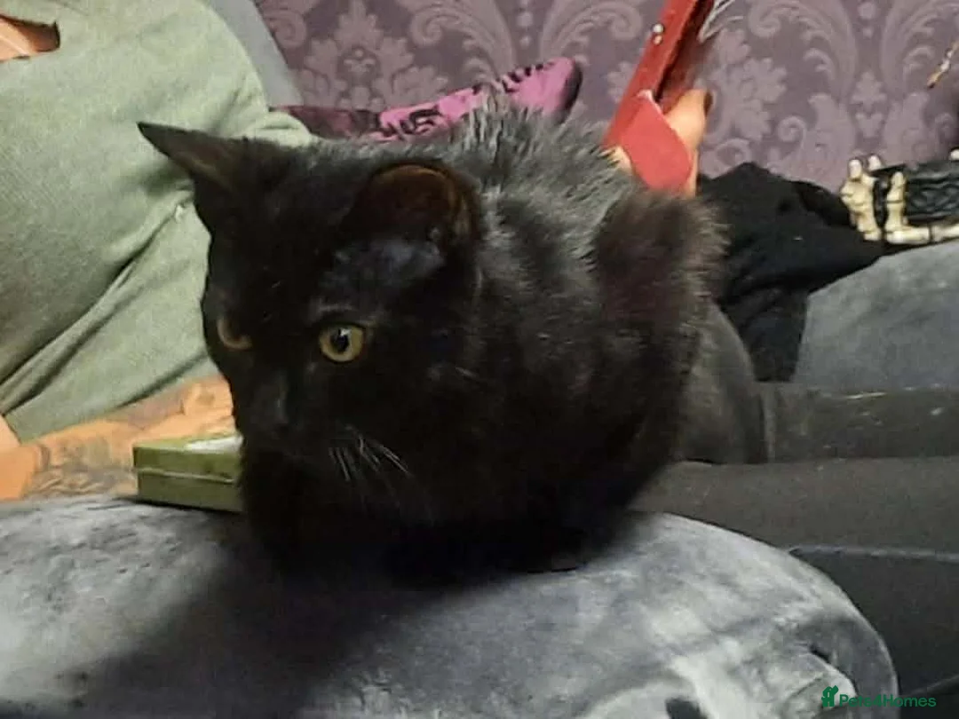 Mixed Breed cats for sale: Male kitten 7 months old - Advert 1