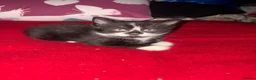 Mixed Breed cats for sale: Mixed breed kittens  - Advert 6