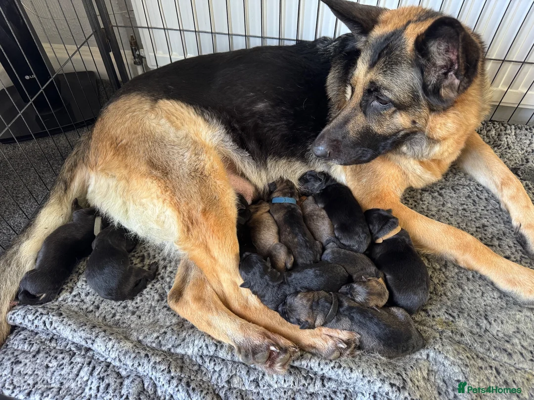 German Shepherd dogs for sale: ⭐️1 girl left KC registered German Shepard pup ⭐️ - Advert 1