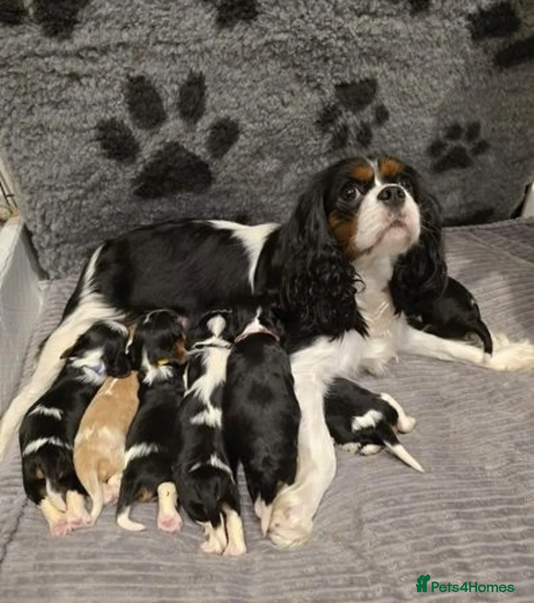 Cavalier King Charles Spaniel dogs for stud: KC Reg Health Tested Excellent Pedigrees for STUD in Nottingham - Advert 33