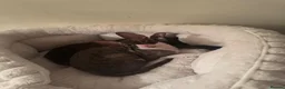 Cornish Rex cats for sale: Champion Cornish Rex girls in Stamford - Advert 16