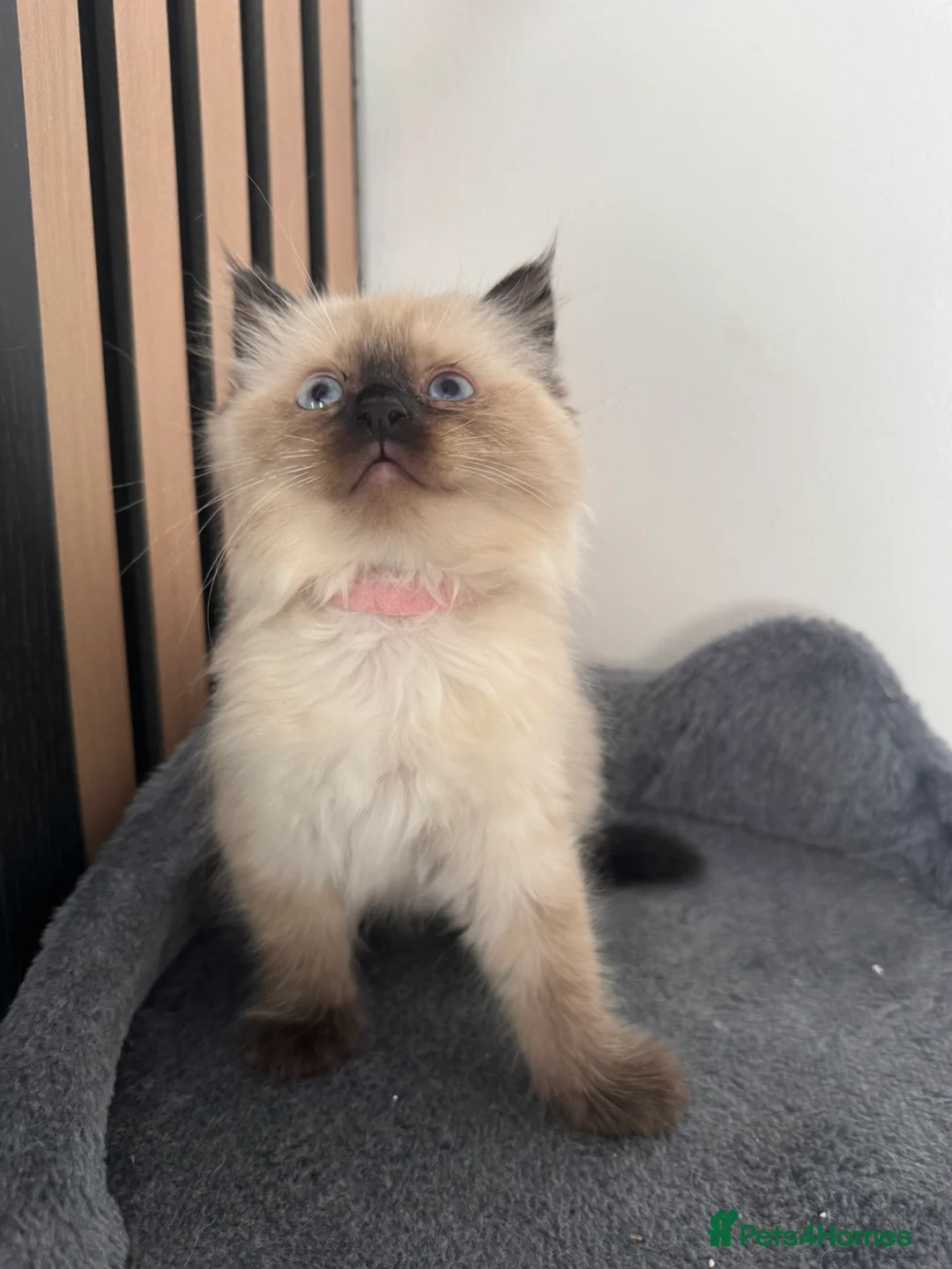 Ragdoll cats for sale: 3 female ragdoll kittens for sale - Advert 2