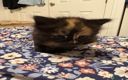 British Longhair cats for sale: Ginger tortoishell and calico male & female kitten - Image 9