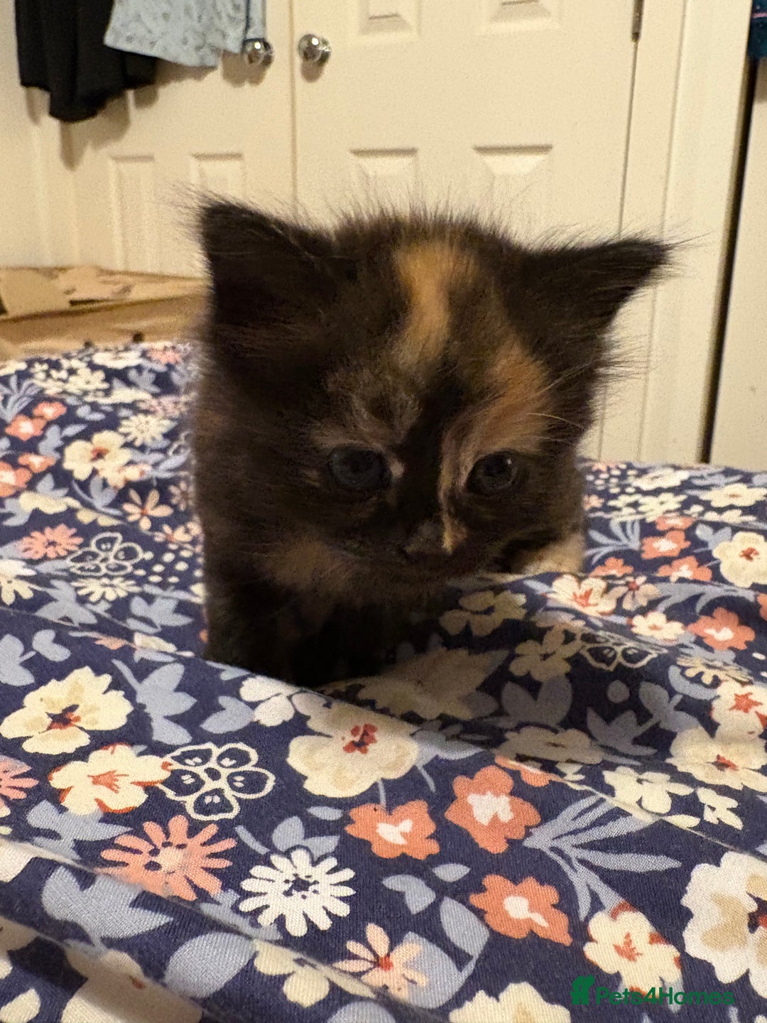 British Longhair cats for sale: Ginger tortoishell and calico male & female kitten - Image 9