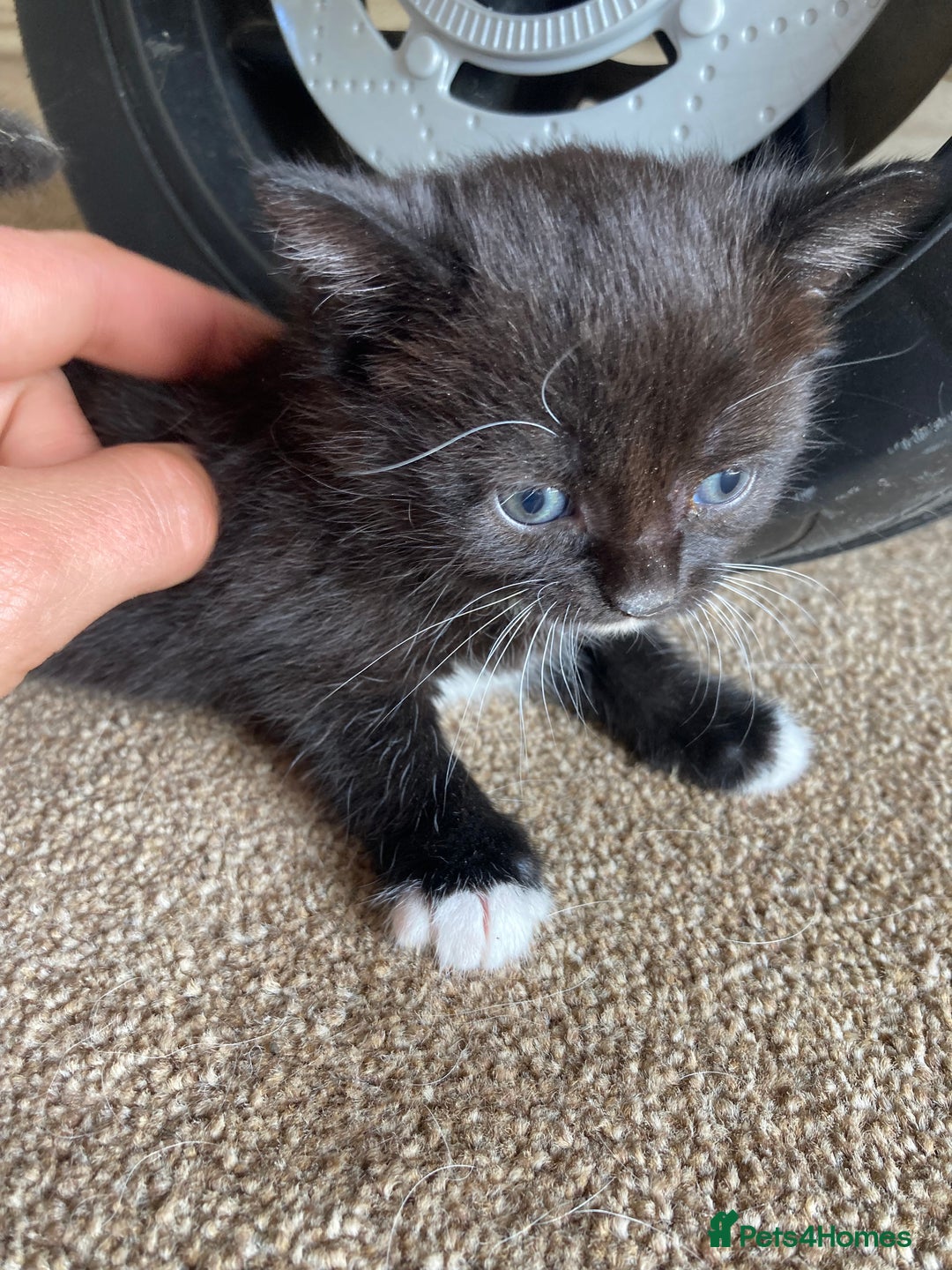 Maine Coon cats for sale: Maine coon x  - Image 3