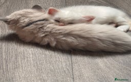 Ragdoll cats for sale: Ragdoll Kittens  - Image 15