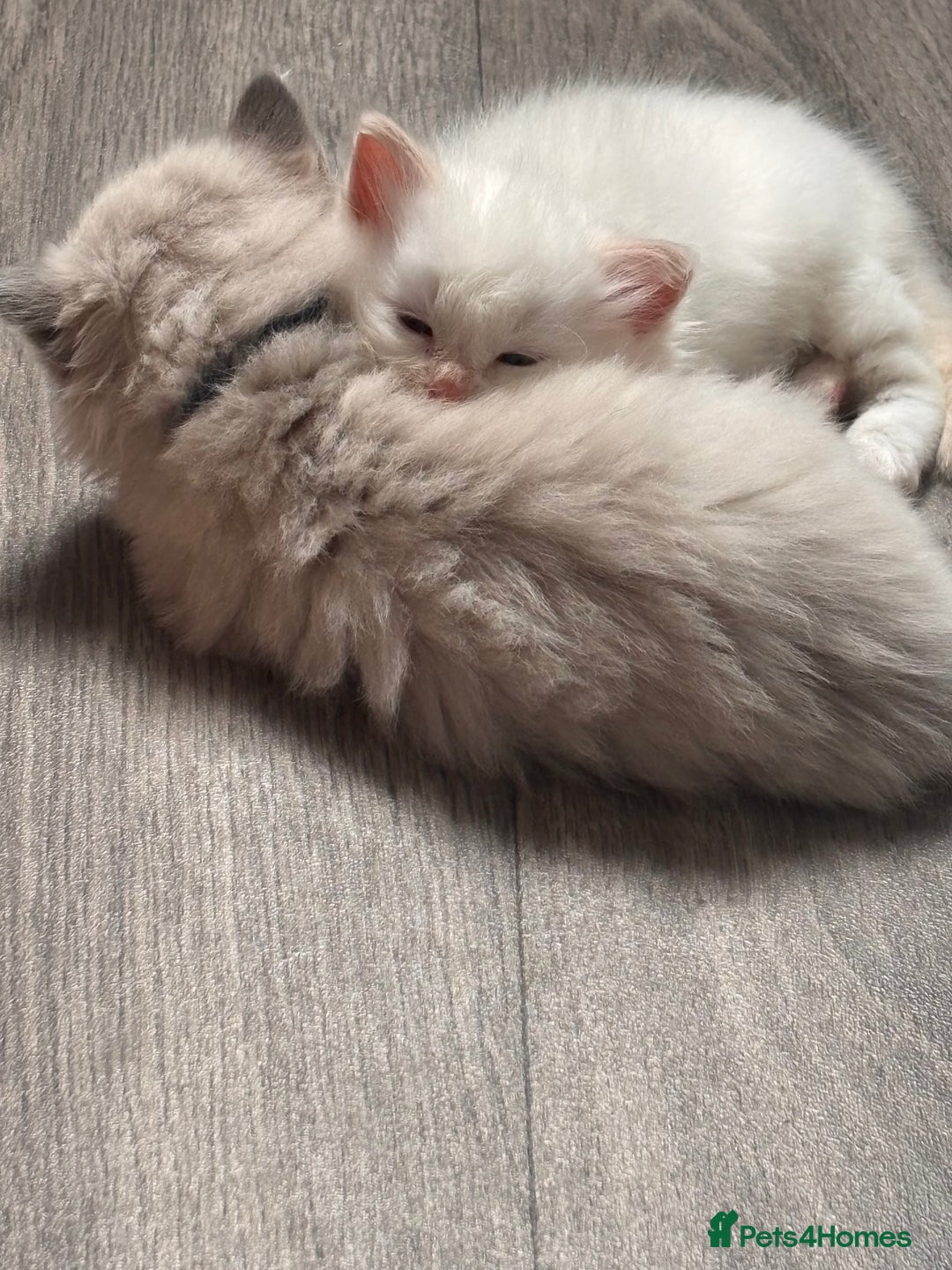 Ragdoll cats for sale: Ragdoll Kittens  - Image 15