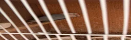 Lovebirds birds for sale: Pair of Lovebirds  - Advert 4