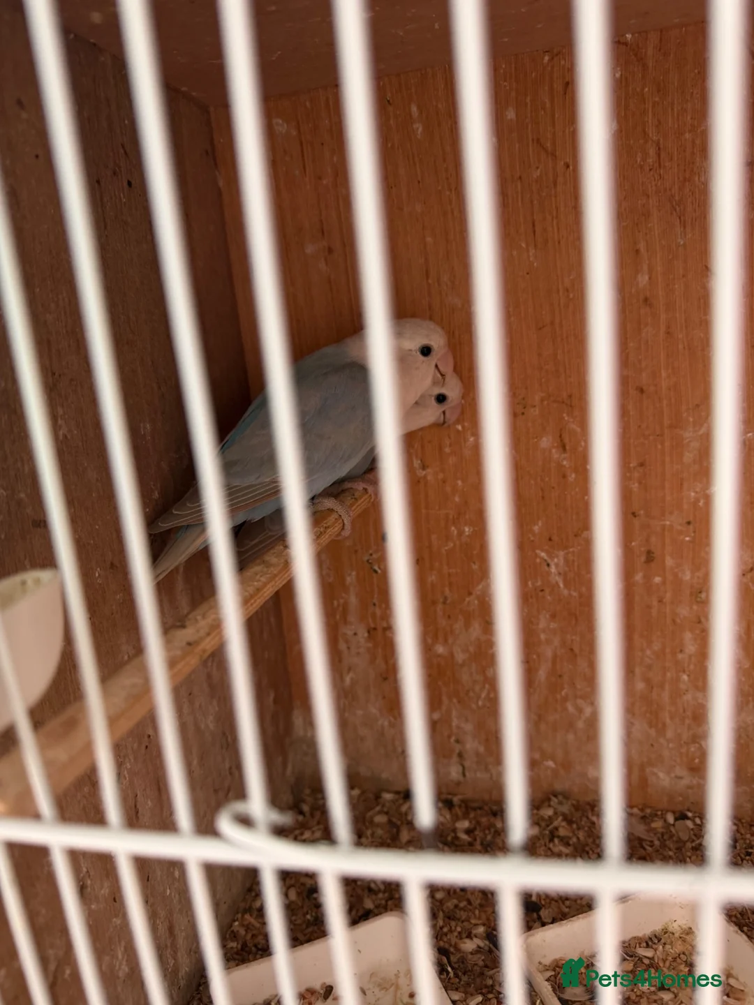 Lovebirds birds for sale: Pair of Lovebirds  - Advert 4