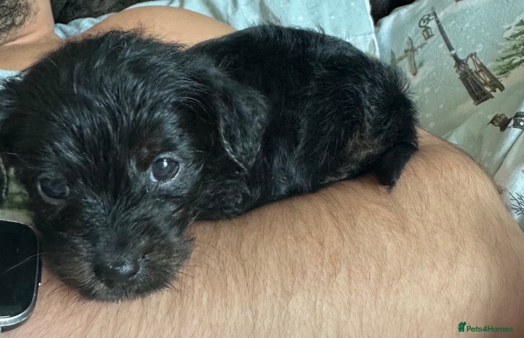 Mixed Breed dogs for sale: Yorkiepoo - Advert 7