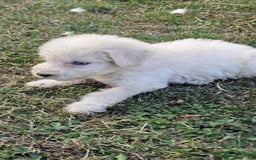 Mixed Breed dogs for sale: F1 Shepadoodle Puppies in Boston - Image 13
