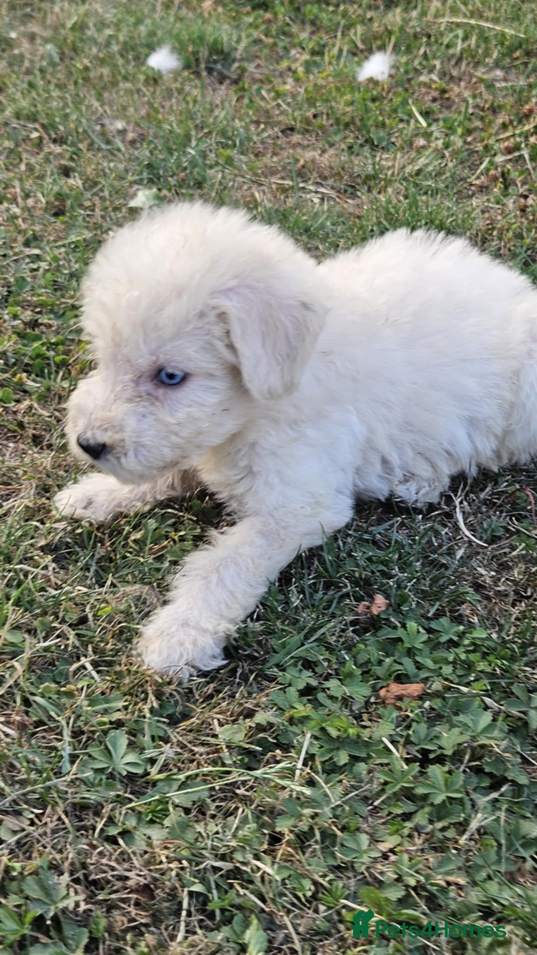 Mixed Breed dogs for sale: F1 Shepadoodle Puppies in Boston - Image 13