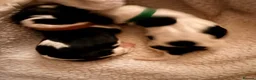 Basset Hound dogs for sale: Basset Hound Puppies - Advert 13