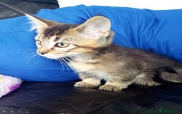 Munchkin cats for sale: Munchkin, Sausage kittens - Image 7