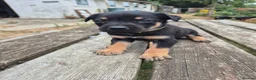 Mixed Breed dogs for sale: 8 Huntaway x puppies for sale - Advert 20