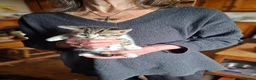 Mixed Breed cats for sale: Lovely healthy kittens in Alston - Advert 3