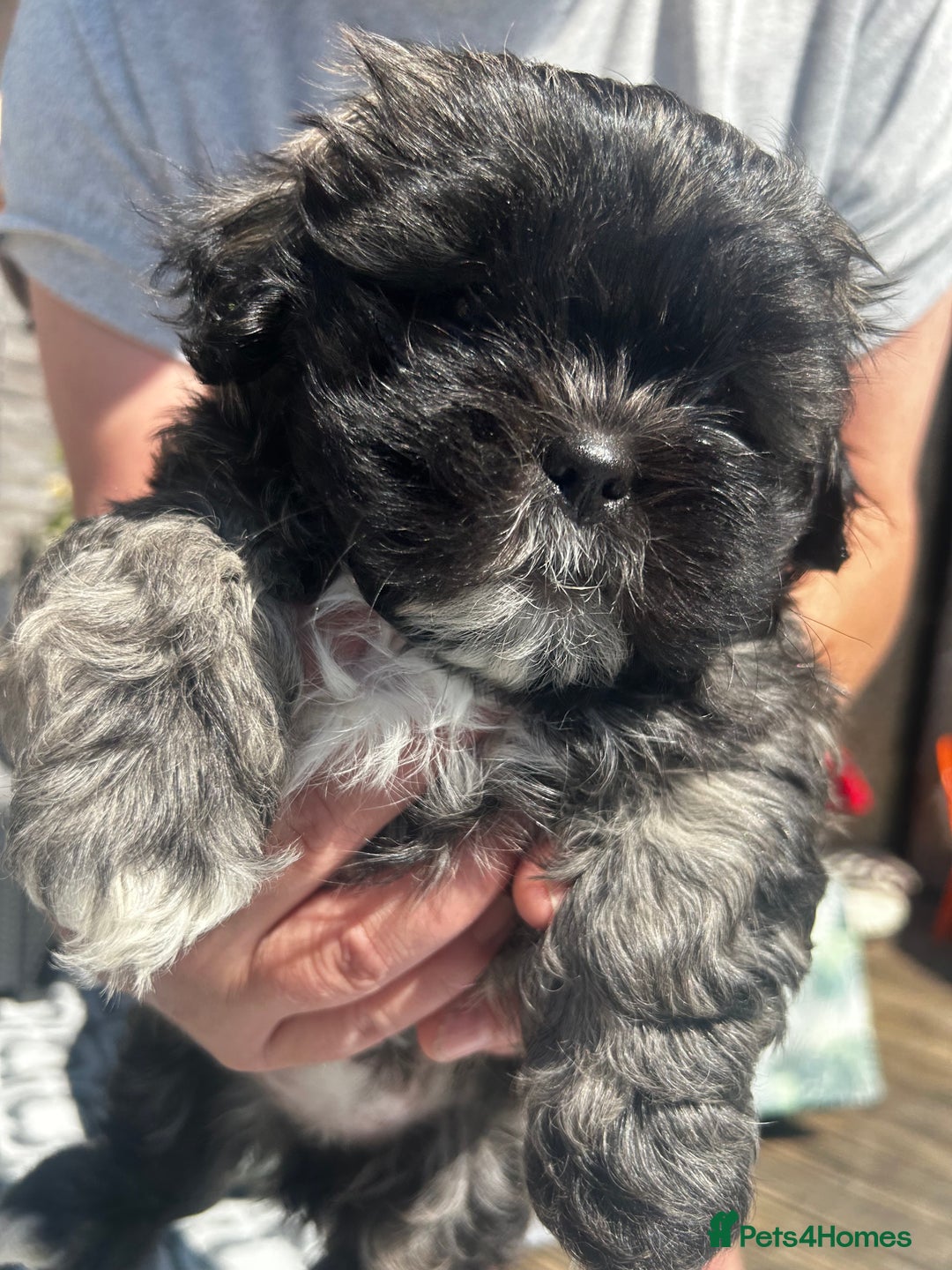 Zuchon dogs for sale: ONE LAST GORGEOUS GIRL  - Image 3
