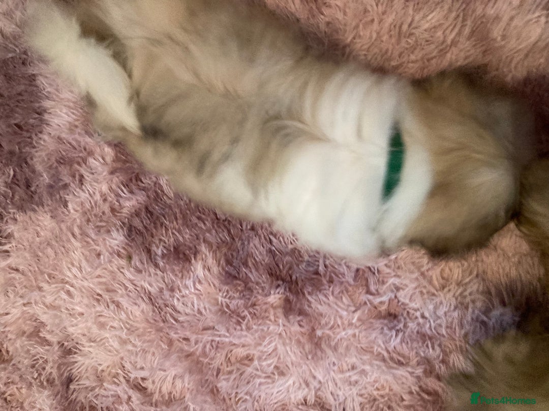 Lhasa Apso dogs for sale: Lhasa Apso Puppies 🐶  - Image 36