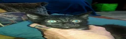 Mixed Breed cats for sale: Gingal Tuxedo black female left - Advert 8