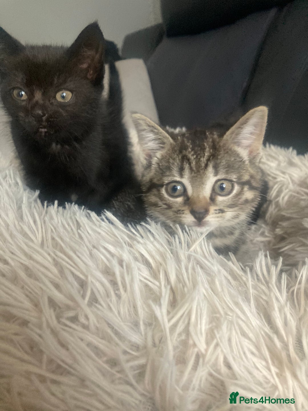 Brazilian Shorthair cats for sale: Adorable Kittens ready to go - Image 7