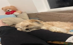Lhasa Apso dogs for sale: Male Lhasa apso - Image 2