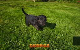 Mixed Breed dogs for sale: Parson Russell Cross Puppies  - Image 12