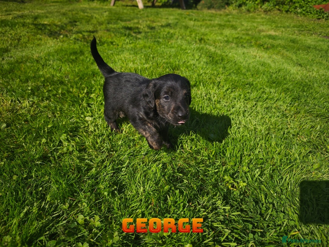 Mixed Breed dogs for sale: Parson Russell Cross Puppies  - Image 12