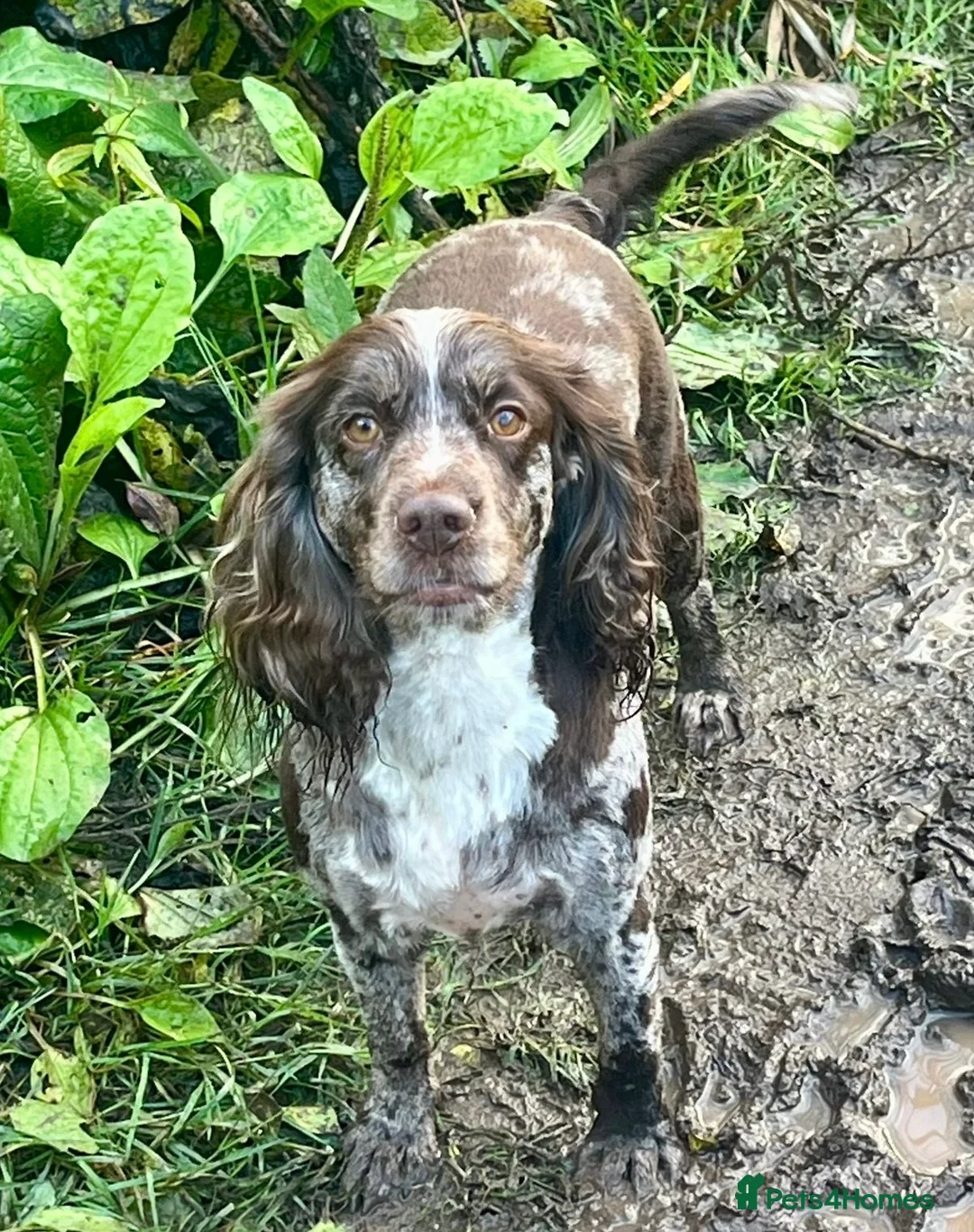 Cocker Spaniel dogs for sale: Cocker spaniel puppies (merle) for sale in Stourport-on-Severn - Advert 1