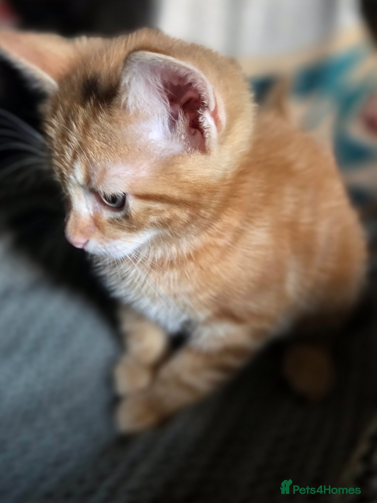 Mixed Breed cats for sale: Kittens ready now PLEASE READ! - Advert 7