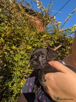 Chipoo dogs Non shed, health tested chipoos - Advert 5