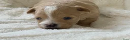 Maltipoo dogs for sale: Stunning Maltipoo’s - Advert 10