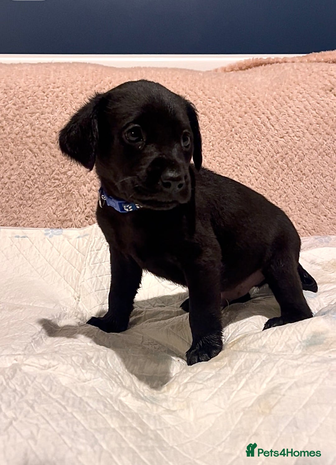 Labrador Retriever dogs for sale: 4 Boys Remaining 🐶  - Image 23