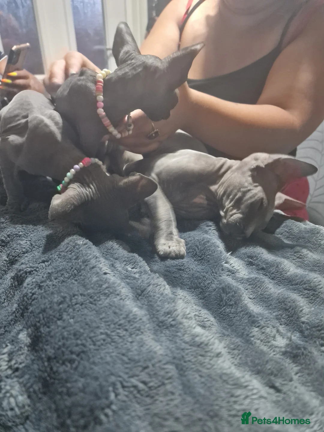 Sphynx cats for adoption: Sphynx kitten ready for a new home..💙💙💙🩷 - Advert 2
