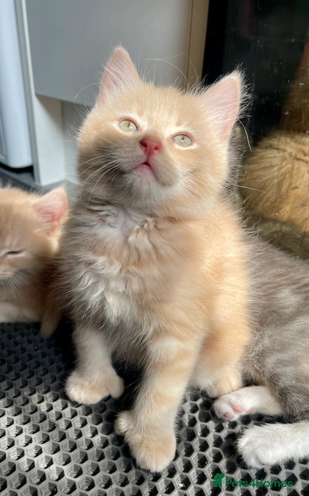 Mixed Breed cats for sale: 3/4 Maine Coon Polydactyl Kittens - Advert 2