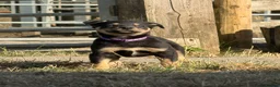 Australian Kelpie dogs for sale: Pure Bred Kelpie pups - Advert 15