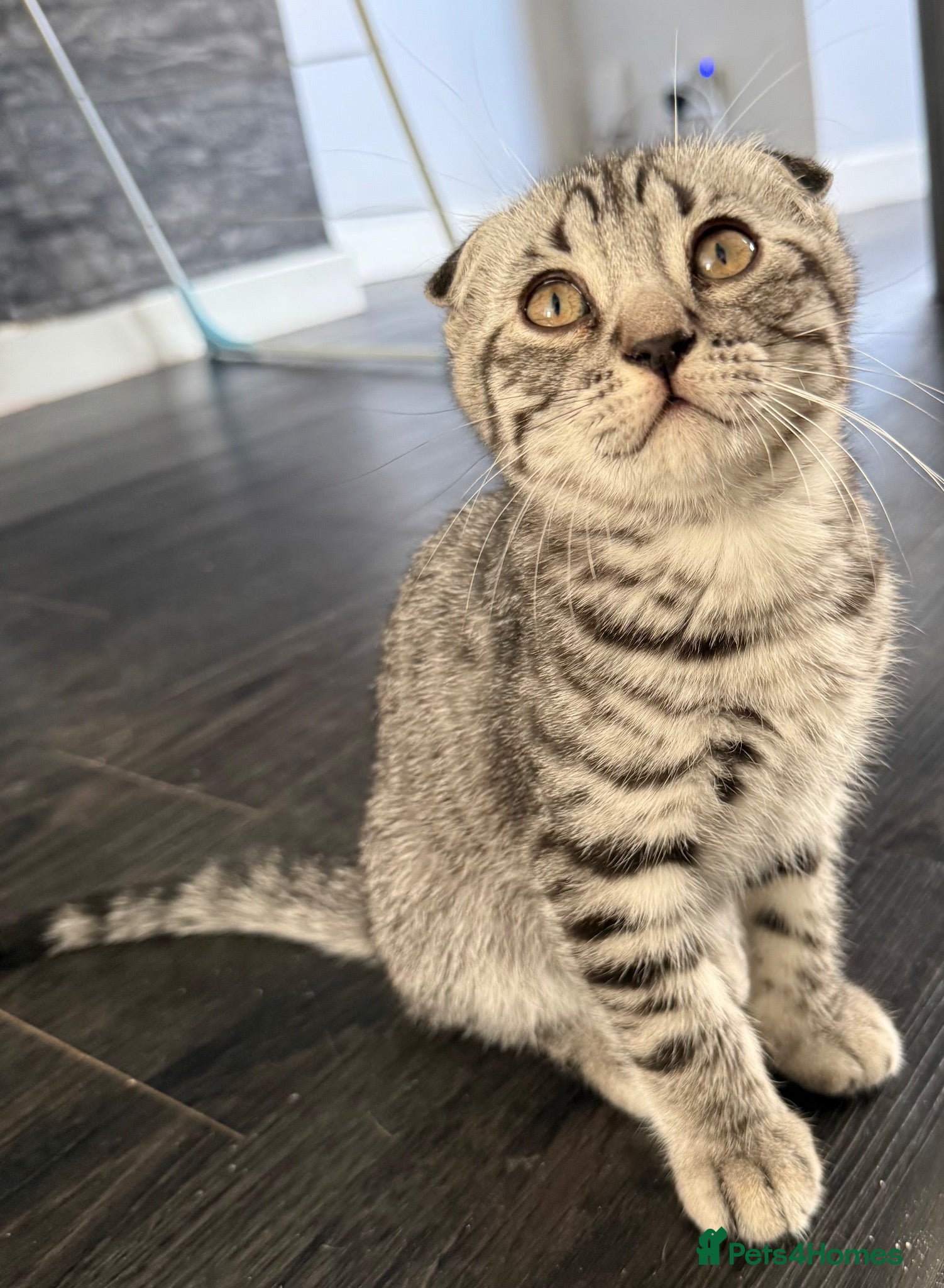 Scottish Fold cats Beautiful Silver Tabby Scottish Fold&Straight boys - Advert 1