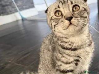Scottish Fold cats Beautiful Silver Tabby Scottish Fold&Straight boys - Advert 1