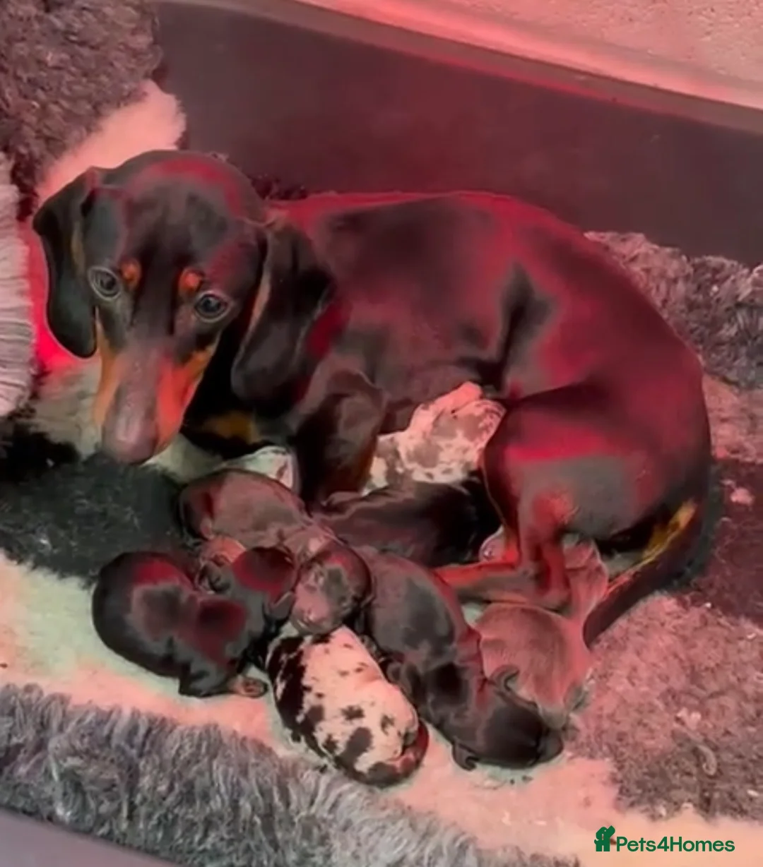 Miniature Dachshund dogs for sale: Dachshund Puppies Ready To Leave  - Advert 2