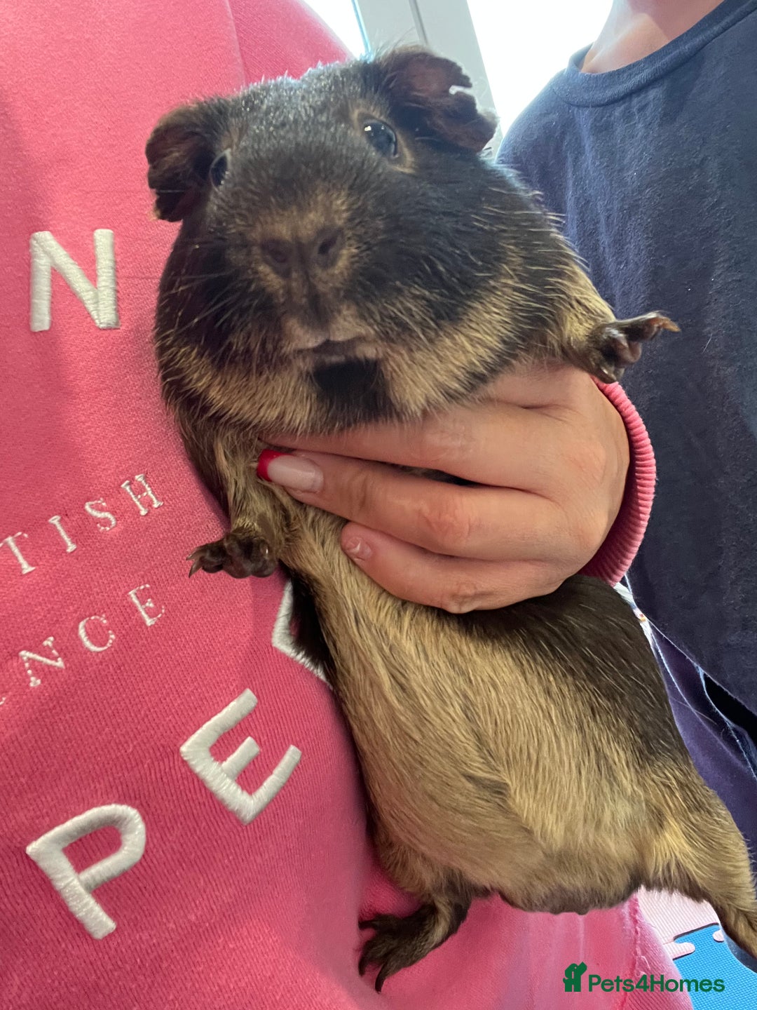 Guinea Pig rodents for sale: chocolate and tan otter coloured guinea pig boars - Image 11