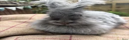 Mixed Breed rabbits for sale: Angora x lionhead  - Advert 16