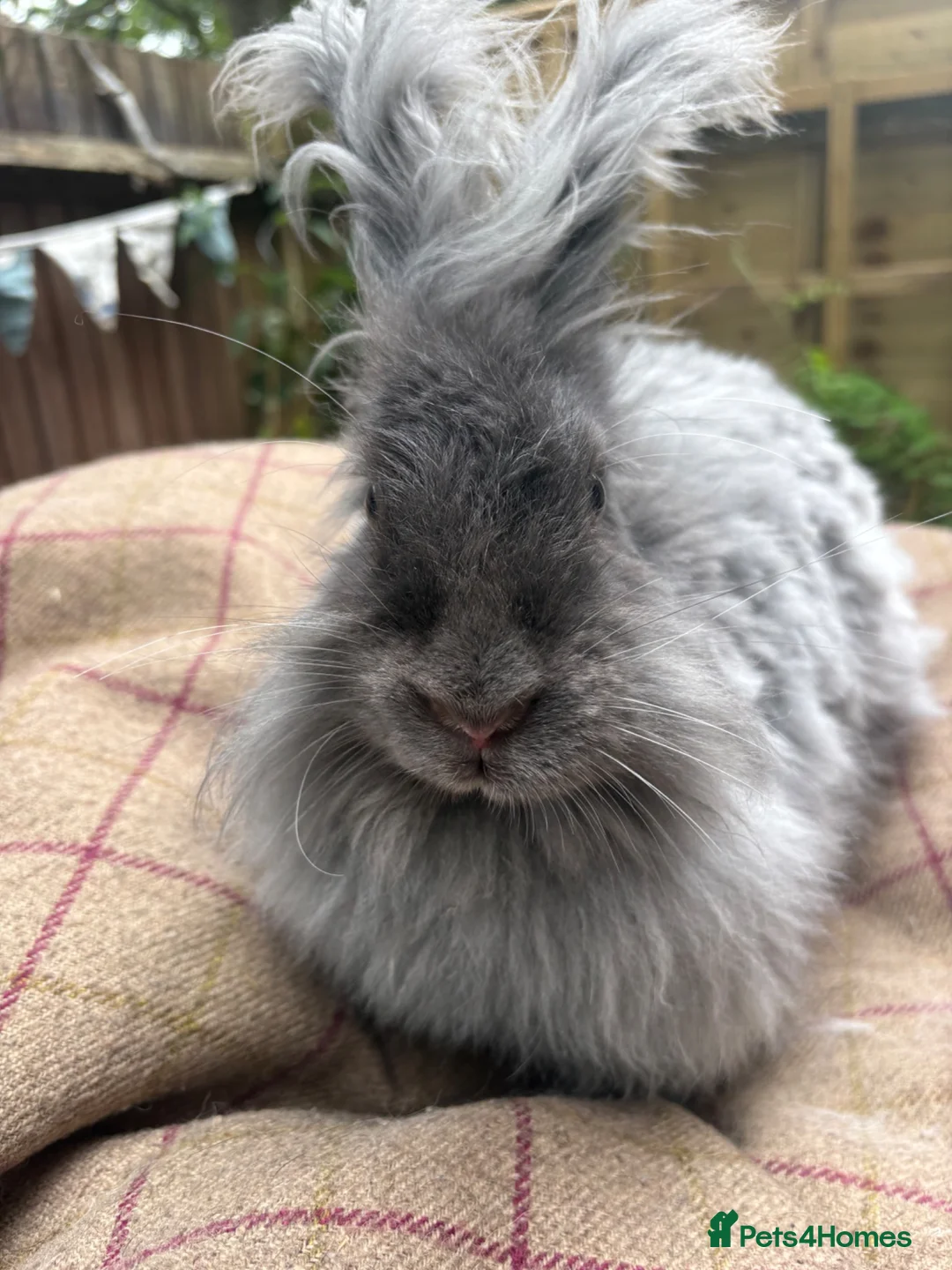 Mixed Breed rabbits for sale: Angora x lionhead  - Advert 16