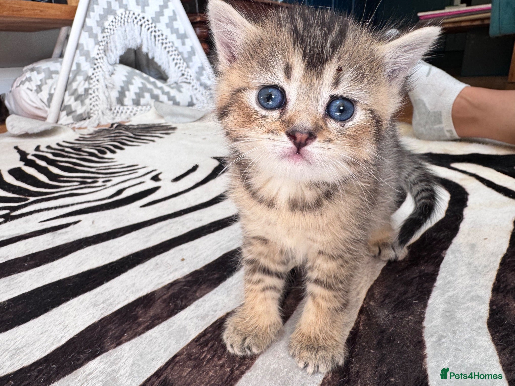 Mixed Breed cats Beautiful British Shorthair Cross Kittens - Advert 10