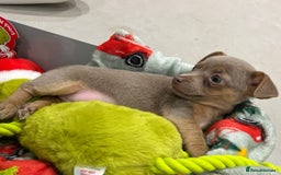 Jack Russell dogs for sale: miniature jack russell pups for sale  - Advert 2