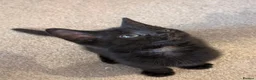 Mixed Breed cats for sale: Black kitten|9 weeks|ready to collect in Beverley - Advert 5