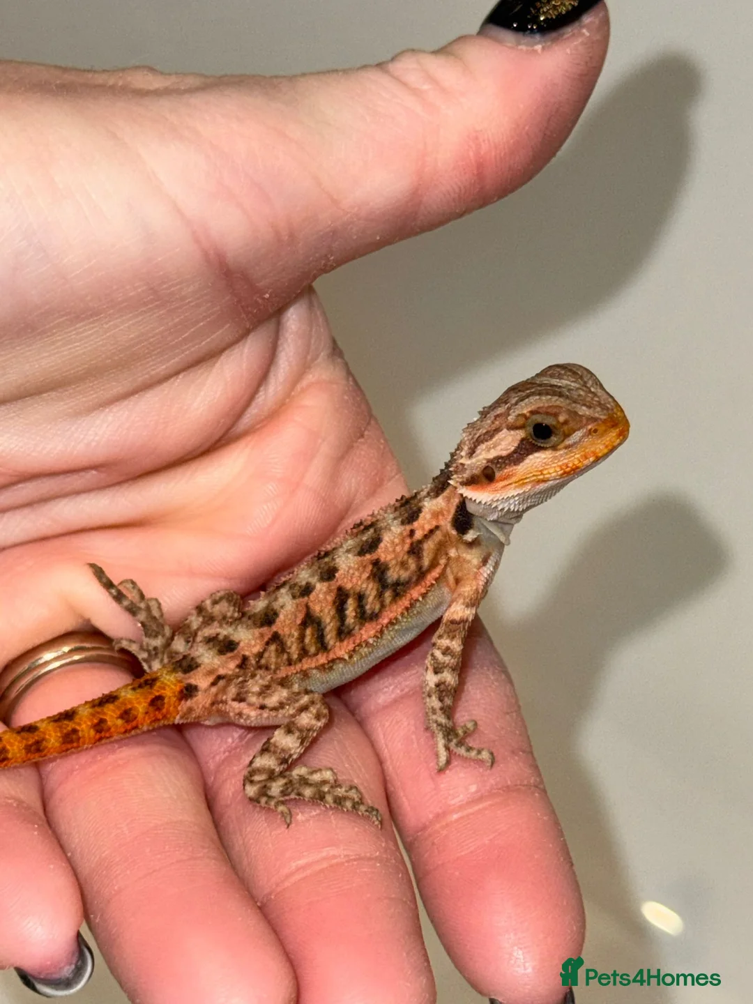 Bearded Dragon reptiles for sale: Baby Bearded Dragons For Sale! - Advert 2